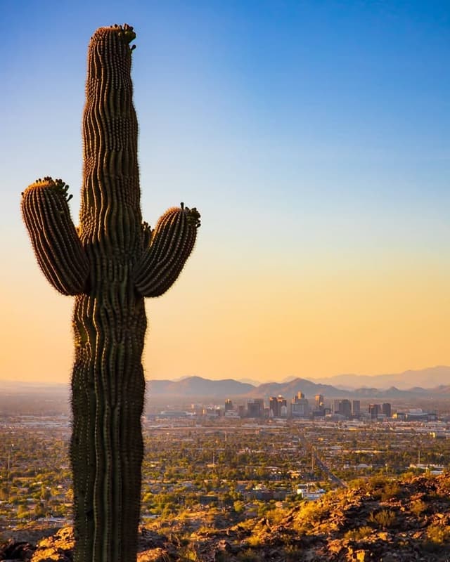 Phoenix